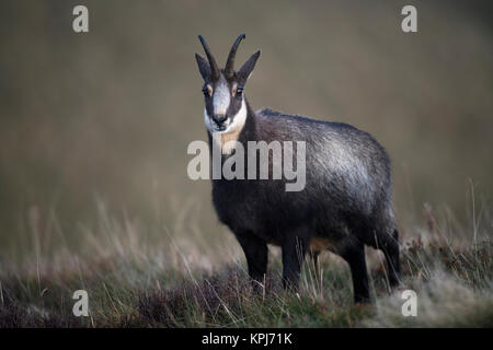 Gemse (Rupicapra rupicapra), La Bresse Hohneck,, Vogesen, Frankreich Stockfoto