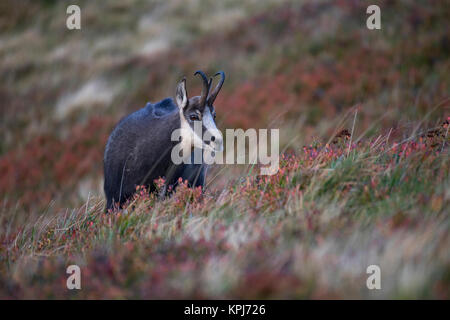 Gemse (Rupicapra rupicapra), La Bresse Hohneck,, Vogesen, Frankreich Stockfoto