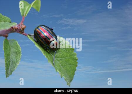 Rainbow leaf Beetle (chrysolina Cerealis) auf blackthorn Stockfoto