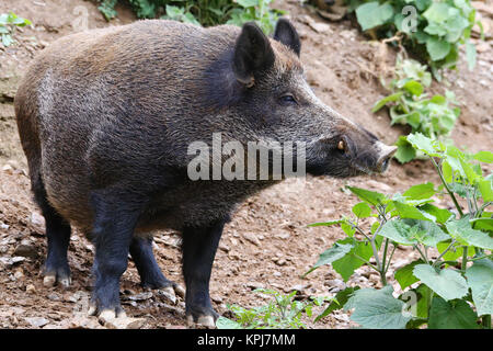 Männliche Wildschwein sus scrofa in Nahaufnahme Stockfoto