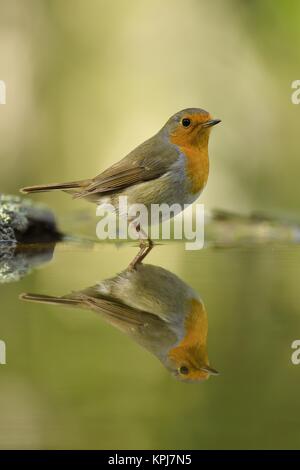 Europäische Robin (Erithacus Rubecula), im Teich wider, Nationalpark Kiskunsag, Ungarn Stockfoto