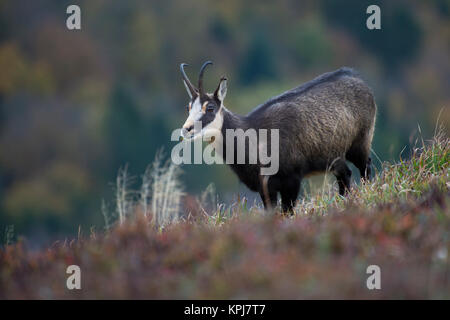 Gemse (Rupicapra rupicapra), La Bresse Hohneck,, Vogesen, Frankreich Stockfoto