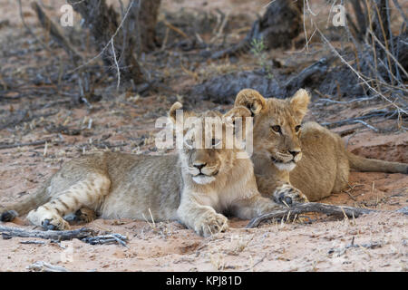 Afrikanische Löwen (Panthera leo), zwei Jungen liegen auf Sand, Kgalagadi Transfrontier Park, Northern Cape, Südafrika Stockfoto