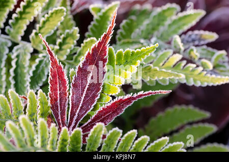 Eiskalter Raureif auf einem rot gefärbten Blatt eines japanischen Ahorns mit grünen Farnblättern an einem kalten frostigen Morgen, Deutschland. Stockfoto