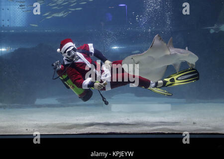 Seoul, Südkorea. 16 Dez, 2017. Santa Kostüm Taucher mit Sardinen und meerjungfrau kostüm Taucher unter Wasser während eines Unter Wasser Santa Show im Aquarium in Seoul, Südkorea. Credit: Ryu Seung Il/ZUMA Draht/Alamy leben Nachrichten Stockfoto