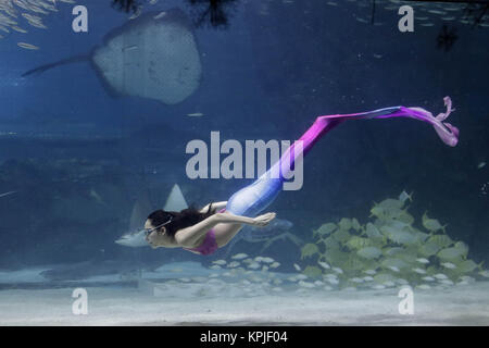 Seoul, Südkorea. 16 Dez, 2017. Santa Kostüm Taucher mit Sardinen und meerjungfrau kostüm Taucher unter Wasser während eines Unter Wasser Santa Show im Aquarium in Seoul, Südkorea. Credit: Ryu Seung Il/ZUMA Draht/Alamy leben Nachrichten Stockfoto