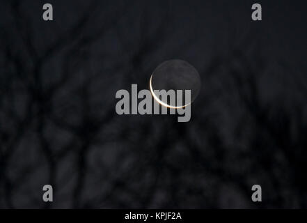 Merton, London, UK. 16. Dezember, 2017. 3 % beleuchtete abnehmenden Halbmond Mond mit erdschein steigt über South West London in klaren Frosty am frühen Morgen Himmel durch die Zweige eines Baumes. Credit: Malcolm Park/Alamy leben Nachrichten Stockfoto