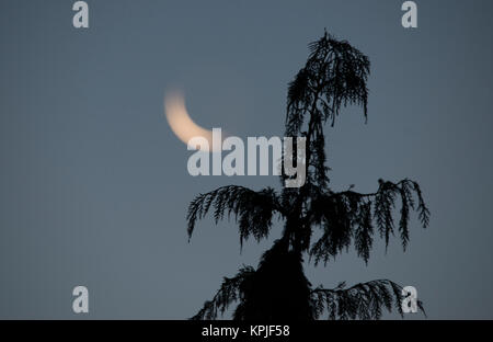 Merton, London, UK. 16. Dezember, 2017. 3 % beleuchtete abnehmende Mondsichel über South West London steigt in klaren Frosty am frühen Morgen Himmel mit einem nadelbaum im Vordergrund. Credit: Malcolm Park/Alamy leben Nachrichten Stockfoto