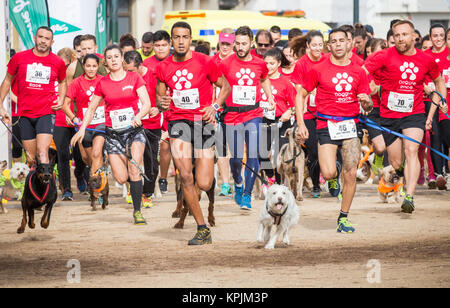 Canicross Rennen/Fun Run in Spanien Stockfoto