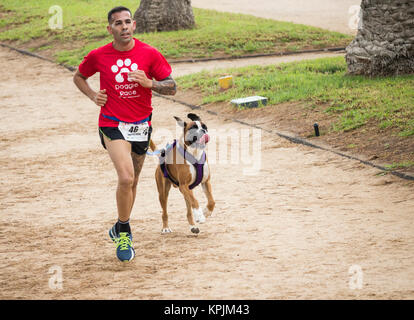 Canicross Rennen/Fun Run in Spanien Stockfoto