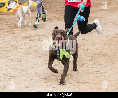 Canicross Rennen/Fun Run in Spanien Stockfoto