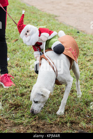 Canicross Rennen/Fun Run in Spanien Stockfoto