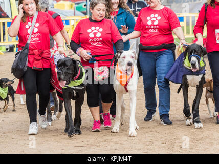 Doggen bei Canicross Rennen/Fun Run in Spanien Stockfoto