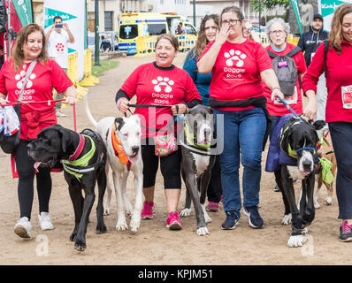 Doggen bei Canicross Rennen/Fun Run in Spanien Stockfoto