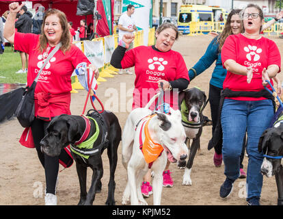 Doggen bei Canicross Rennen/Fun Run in Spanien Stockfoto