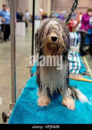 Orlando, Florida, USA. 16 Dez, 2017. Eine Lowchen namens Bugatti erwartet Föhnen und Pflege während der Akc nationale Meisterschaft im Orange County Convention Center statt. Der AKC ist die älteste und einzige gemeinnützige reinrassigen Hund Registrierung. Der diesjährige Wettbewerb verfügt über alle 190 Rassen aus allen 50 Staaten und 44 Ländern. Credit: Brian Cahn/ZUMA Draht/Alamy leben Nachrichten Stockfoto