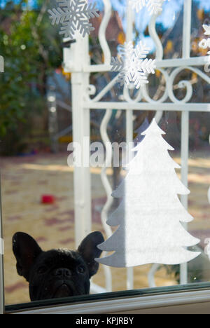 Eine junge französische Bulldogge Peers durch eine Glastür mit einem Weihnachtsbaum Transfer auf Es klemmt Stockfoto