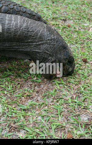 Aldabra-Riesenschildkröte (Aldabrachelys Gigantea), Curieuse Island, Seychellen. Stockfoto