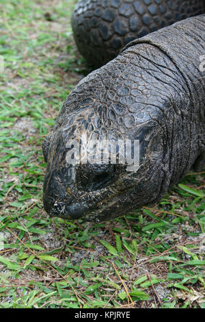 Aldabra-Riesenschildkröte (Aldabrachelys Gigantea), Curieuse Island, Seychellen. Stockfoto