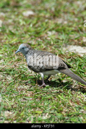 Zebra Taube (Geopelia Striata) auch bekannt als verjährt Boden Taube, Curieuse Island, Seychellen. Stockfoto