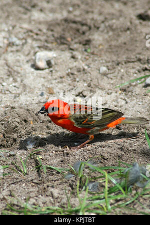 Roter Kardinal Fody (Foudia Madagascariensis) stehen auf Boden, Curieuse Island, Seychellen. Stockfoto