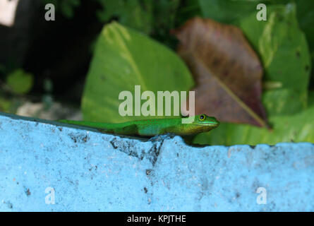 La Digue Taggecko, Phelsuma Sundbergi, stehend auf gestrichenen Wand, La Digue Island, Seychellen Stockfoto