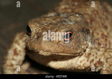 Hässliche Erdkröte Porträt in die Kamera schaut, Makro Bild Stockfoto