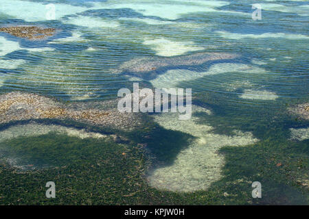Algen im flachen Meerwasser nahe auf La Digue Island, Seychellen. Stockfoto