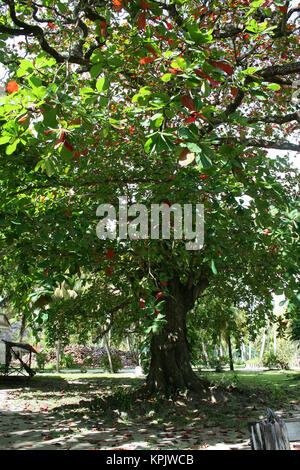 Takamaka Baum, Calophyllum Inophyllum, in einem Park, La Digue Island, Seychellen. Stockfoto