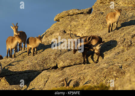 Iberischen wilde Ziege Paarungszeit Stockfoto