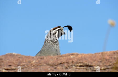 Kalifornien Wachtel - Callipepla californica Sticks seinen Kopf und schwarzen Haarschopf oben eine braune Desert Rock. Stockfoto