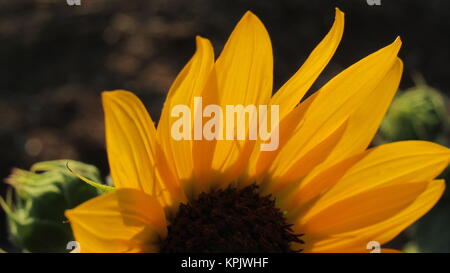 Wüste Sonnenblume Blütenblätter Gruß das Sonnenlicht Stockfoto