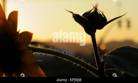 Wüste Sonnenblume Blütenblätter Gruß das Sonnenlicht Stockfoto