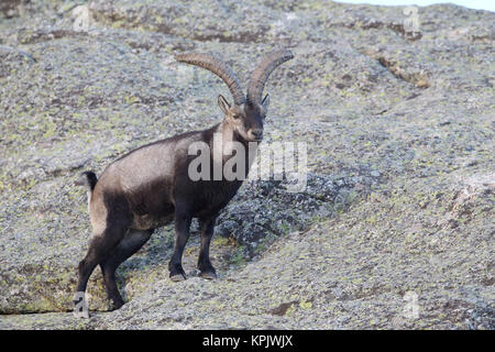 Iberischen wilde Ziege Paarungszeit Stockfoto