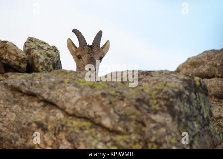 Iberischen wilde Ziege Paarungszeit Stockfoto