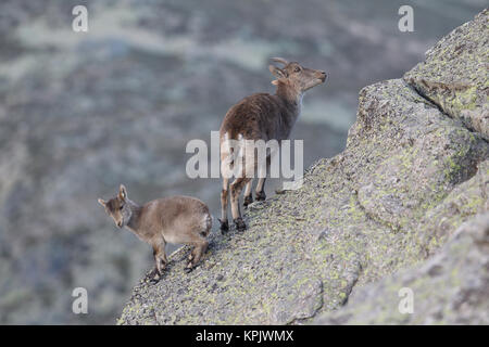 Iberischen wilde Ziege Paarungszeit Stockfoto