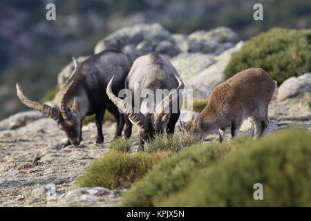 Iberischen wilde Ziege Paarungszeit Stockfoto