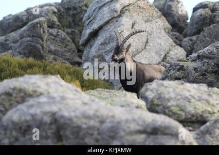 Iberischen wilde Ziege Paarungszeit Stockfoto