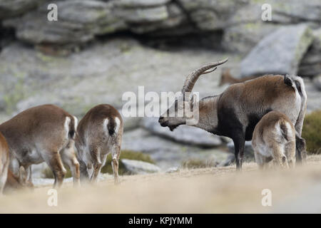 Iberischen wilde Ziege Paarungszeit Stockfoto