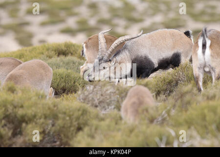 Iberischen wilde Ziege Paarungszeit Stockfoto