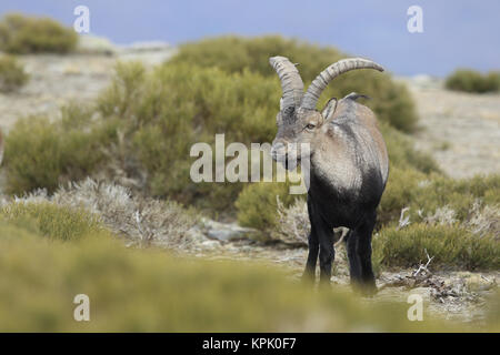 Iberischen wilde Ziege Paarungszeit Stockfoto