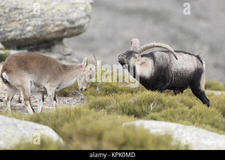 Iberischen wilde Ziege Paarungszeit Stockfoto