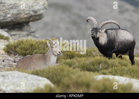 Iberischen wilde Ziege Paarungszeit Stockfoto