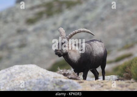 Iberischen wilde Ziege Paarungszeit Stockfoto