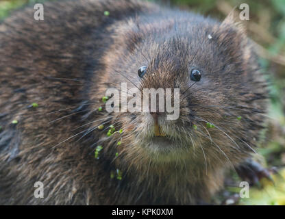 Wasser vole saß auf einem Bach oder Fluss Bank Stockfoto