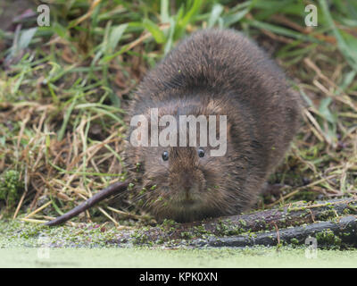 Wasser vole saß auf einem Bach oder Fluss Bank Stockfoto