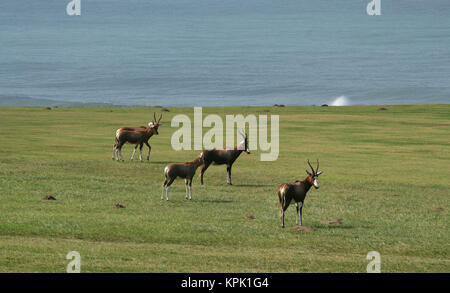 Blesboks an der West Bank, Golfplatz, (Damaliscus pygargus phillipsi), East London, Eastern Cape, Südafrika. Stockfoto