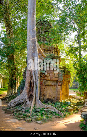 Die schöne Ruinen der Tempel von Ta Prohm Stockfoto