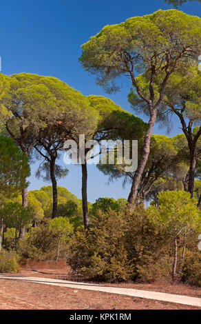 Pinar de La Algaida (Pinienwald), Naturpark Donana Sanlucar de Barrameda, Provinz Cadiz, Andalusien, Spanien, Europa Stockfoto