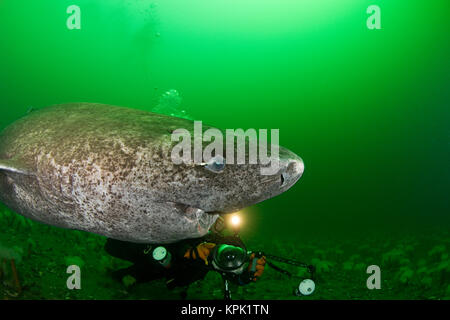 Grönland Grönland sleeper Shark Shark oder Somniosus Microcephalus () und Fotograf St. Lawrence River, Kanada; parasitäre Copepoden auf Auge von Shark Stockfoto